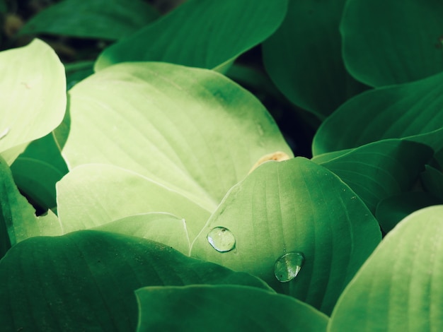 Foto grátis closeup tiro de duas gotas de água em uma folha verde durante o dia