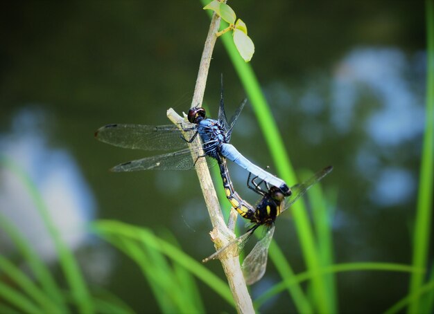 Closeup tiro de duas libélulas acasalando com fundo desfocado