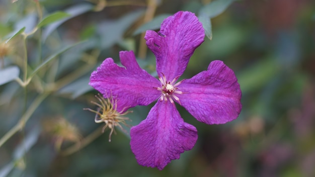 Closeup tiro de flor roxa