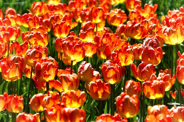 Foto grátis closeup tiro de flores amarelas e vermelhas com um borrado durante o dia