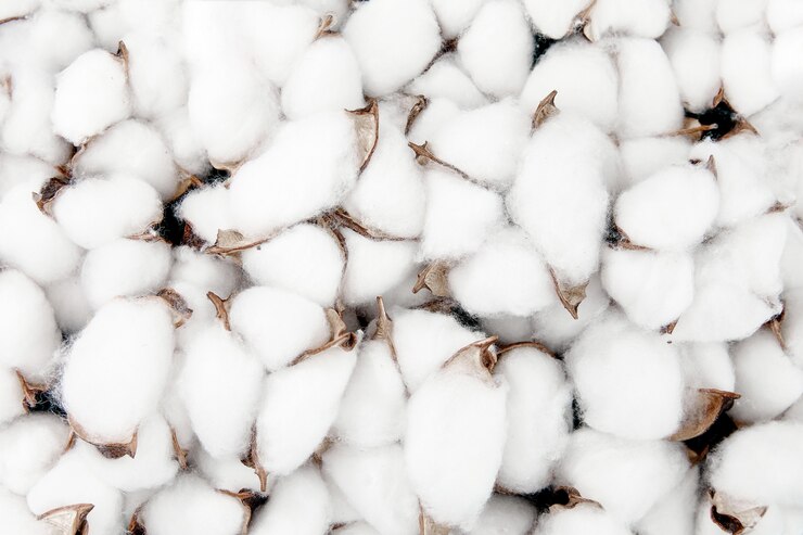 Foto grátis closeup tiro de flores desabrochando de algodão branco