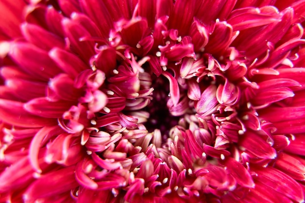 Closeup tiro de flores rosa de crisântemo