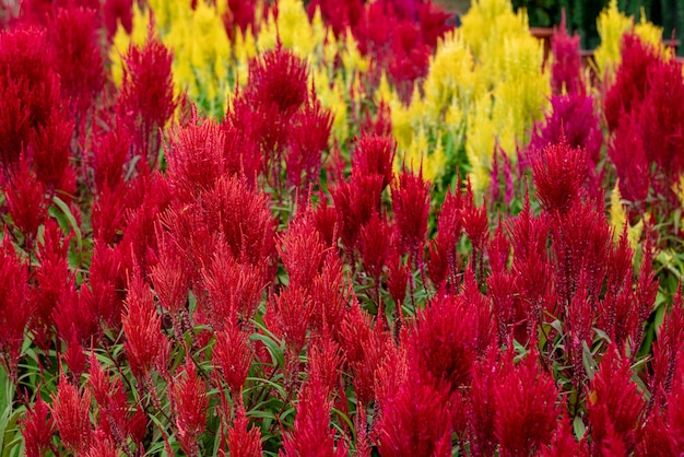 Closeup tiro de flores vermelhas e amarelas com folhas verdes