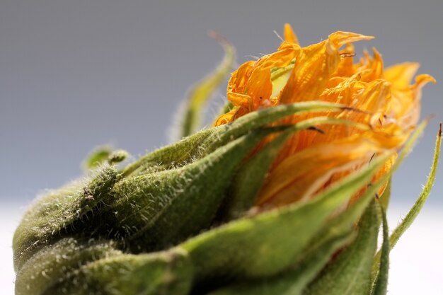 Closeup tiro de foco seletivo de uma flor de laranjeira com vegetação em um fundo cinza