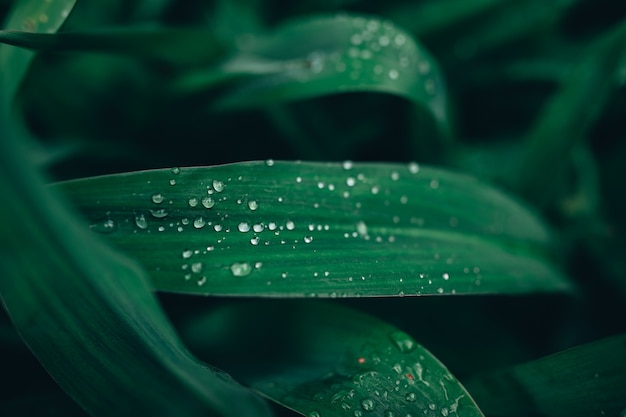 Foto grátis closeup tiro de folhas verdes cobertas com gotas de orvalho