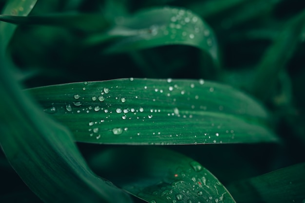 Closeup tiro de folhas verdes cobertas com gotas de orvalho