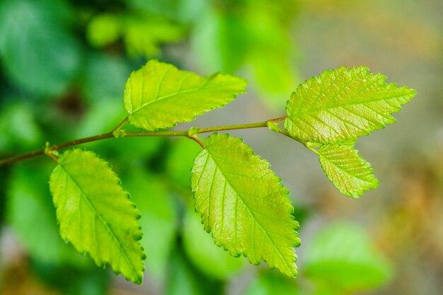 Closeup tiro de folhas verdes frescas