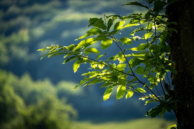 Closeup tiro de galhos de árvores com folhas verdes e céu nublado ao fundo