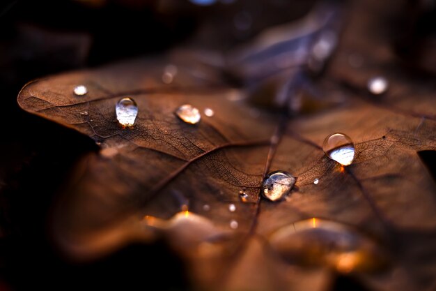 Closeup tiro de gotas de água em uma folha de bordo seca