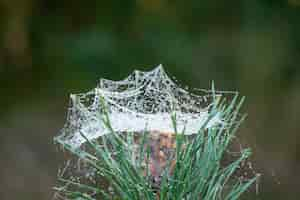 Foto grátis closeup tiro de grama verde coberta de teia de aranha molhada