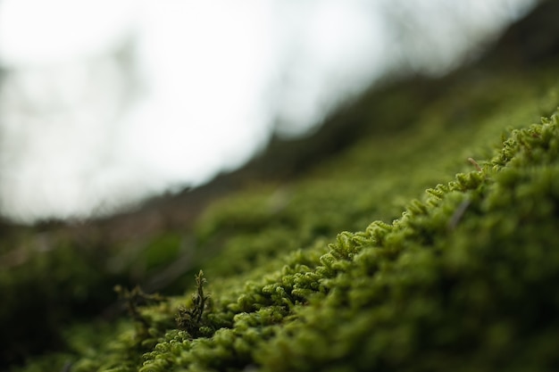Closeup tiro de grama verde