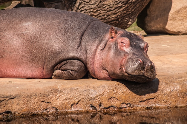 Closeup tiro de hipopótamo deitado no chão Foto gratuita