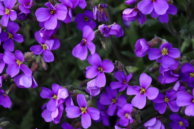 Closeup tiro de incríveis flores roxas aubrieta