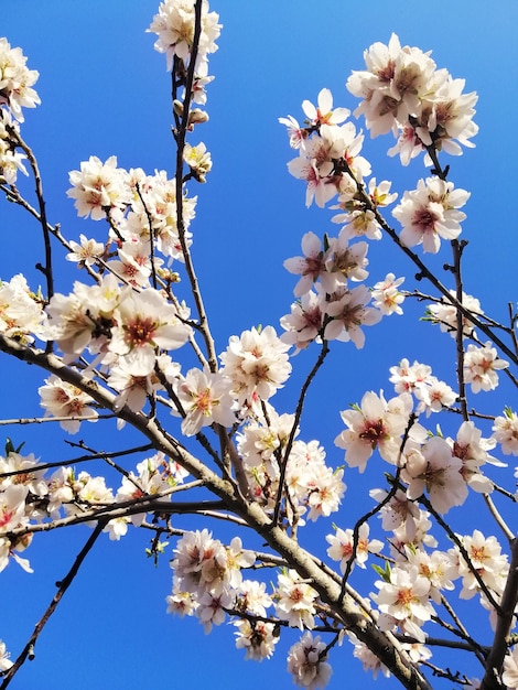 Closeup tiro de lindas flores brancas em amendoeiras e um céu azul