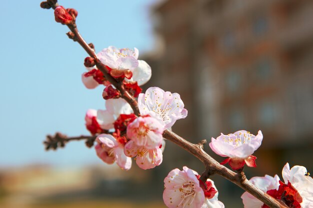 Closeup tiro de lindas flores de cerejeira em um galho de árvore