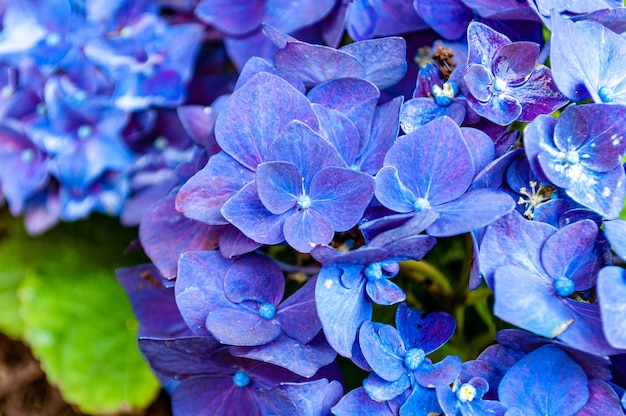 Closeup tiro de lindas flores de hortênsia