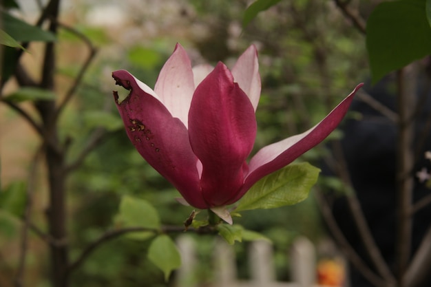 Closeup tiro de lindas flores de íris de pétalas roxas em um jardim