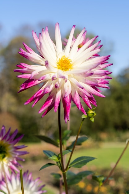 Closeup tiro de lindas flores no jardim