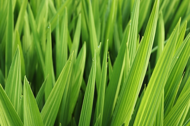 Closeup tiro de lindas folhas verdes e grama coberta de orvalho da manhã