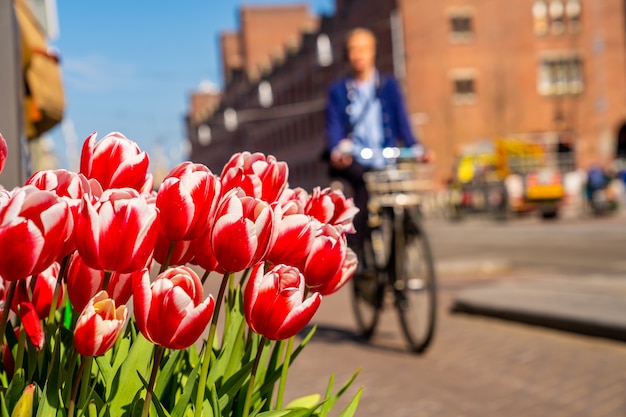 Closeup tiro de lindas tulipas vermelhas e brancas com uma pessoa andando de bicicleta no fundo