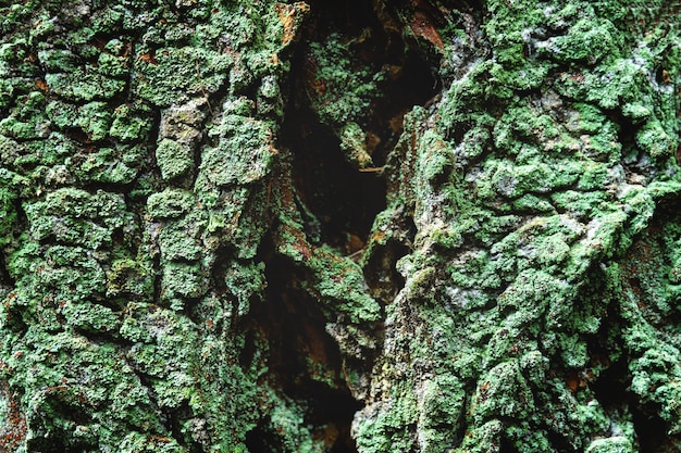 Closeup tiro de musgo verde crescendo a casca de uma árvore