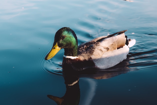 Closeup tiro de pato-real em um lago