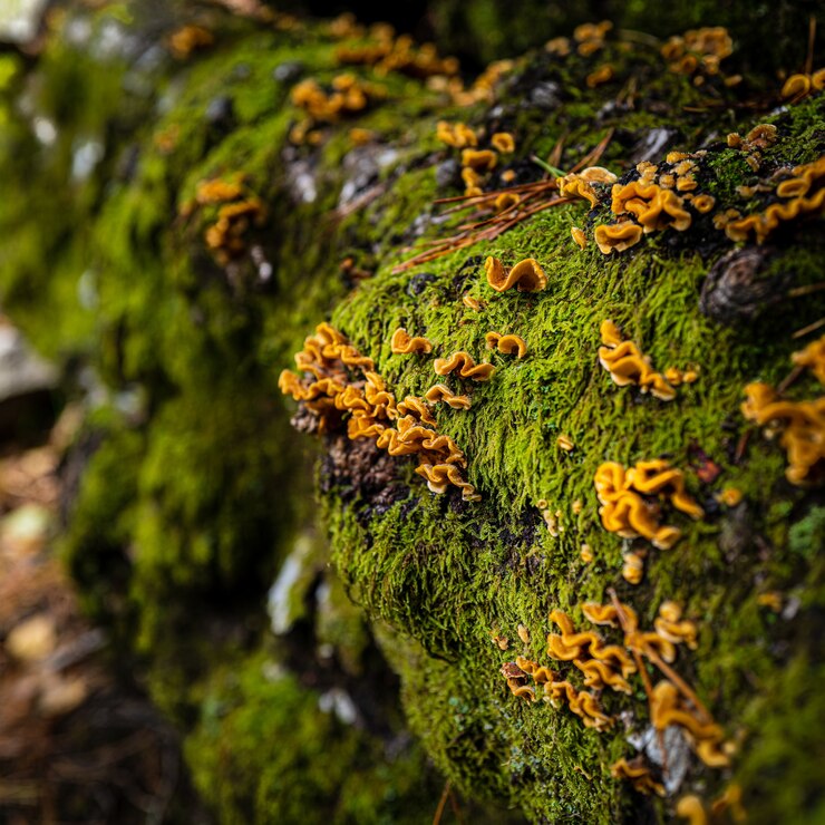 Foto grátis closeup tiro de pedras totalmente cobertas com musgo e flores amarelas