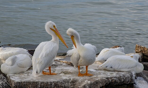 Closeup tiro de pelicanos brancos sentados em uma superfície de pedra dentro do oceano