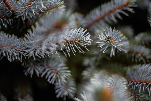 Closeup tiro de pequenas gotas de água em ramos de pinheiro