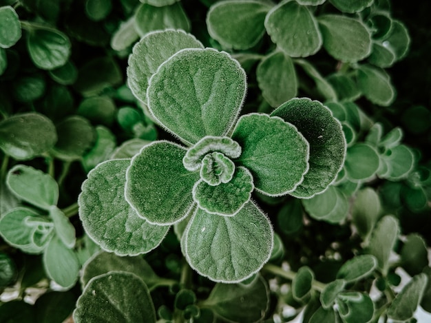 Foto grátis closeup tiro de plantas verdes em um jardim coberto com gotas de orvalho