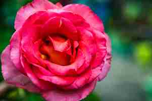 Foto grátis closeup tiro de rosa rosa em um jardim em um fundo desfocado