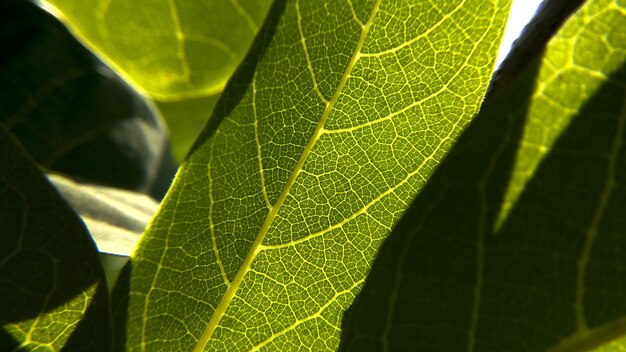 Closeup tiro de textura de folhas verdes frescas