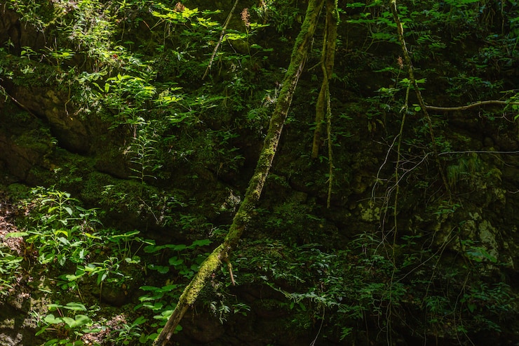 Foto grátis closeup tiro de trepadeiras na floresta do município de skrad na croácia
