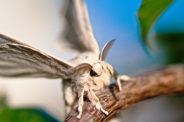 Closeup tiro de um bicho-da-seda branco com um fundo desfocado