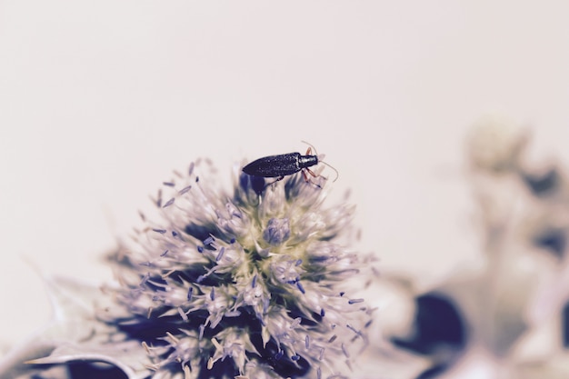 Closeup tiro de um bug roxo em uma flor