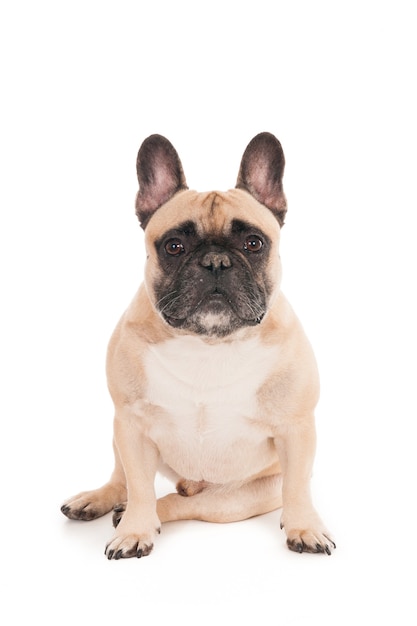 Foto grátis closeup tiro de um buldogue fofo isolado no fundo branco