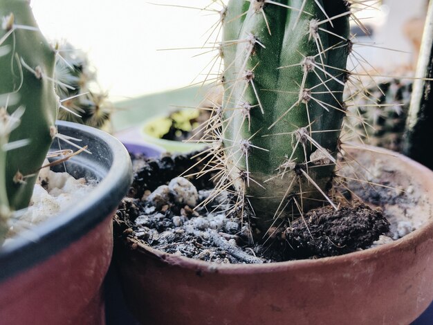 Closeup tiro de um cacto em uma panela em um apartamento