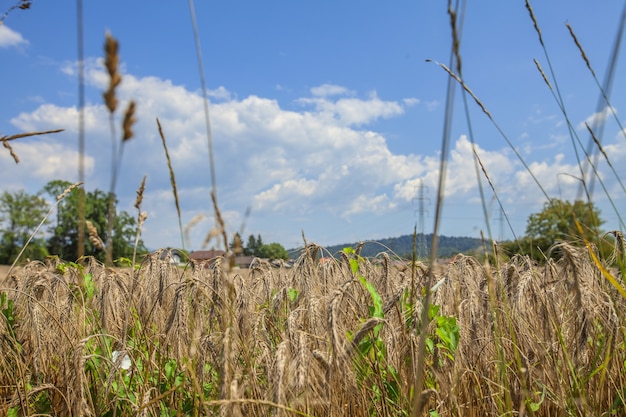 Foto grátis closeup tiro de um campo agrícola no fundo do céu