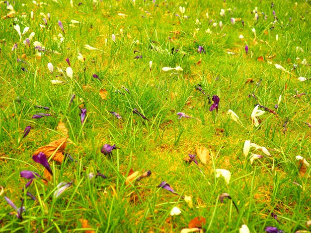 Closeup tiro de um campo de flores e grama durante o dia