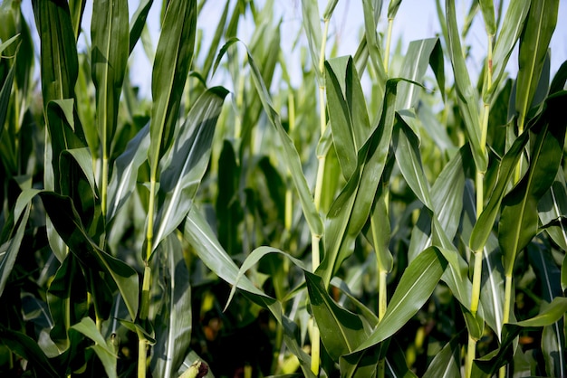 Closeup tiro de um campo de milho com folhas verdes e um fundo desfocado