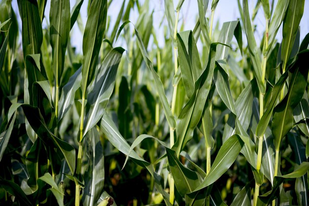 Closeup tiro de um campo de milho com folhas verdes e um fundo desfocado
