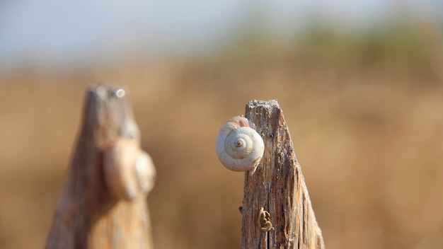 Foto grátis closeup tiro de um caracol em um pedaço de madeira