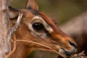 Foto grátis closeup tiro de um cervo capturado no quênia, nairobi, samburu