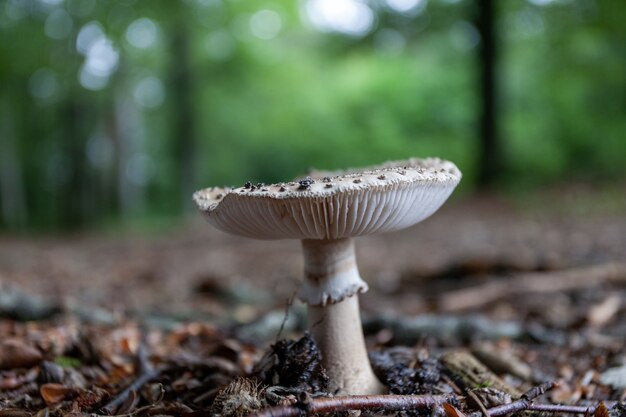 Closeup tiro de um cogumelo crescendo na floresta