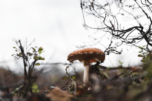 Closeup tiro de um cogumelo selvagem crescendo em um parque