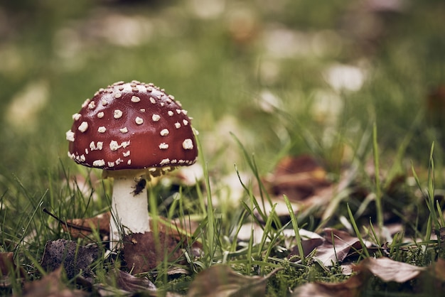 Closeup tiro de um cogumelo vermelho com pontos brancos em um campo gramado