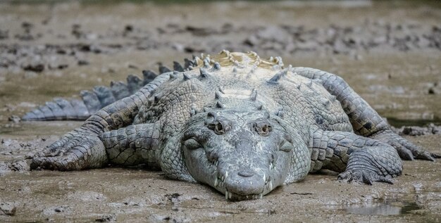 Closeup tiro de um crocodilo cinzento deitado na lama durante o dia