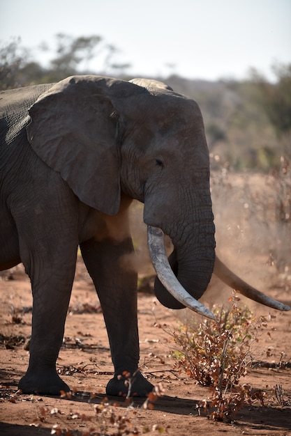 Closeup tiro de um elefante africano brincando com poeira