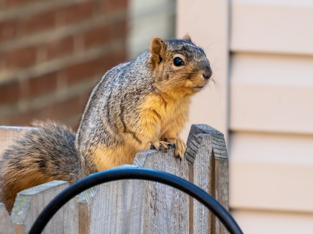 Foto grátis closeup tiro de um esquilo em uma cerca de madeira