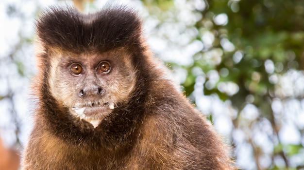 Closeup tiro de um fofo macaco-prego